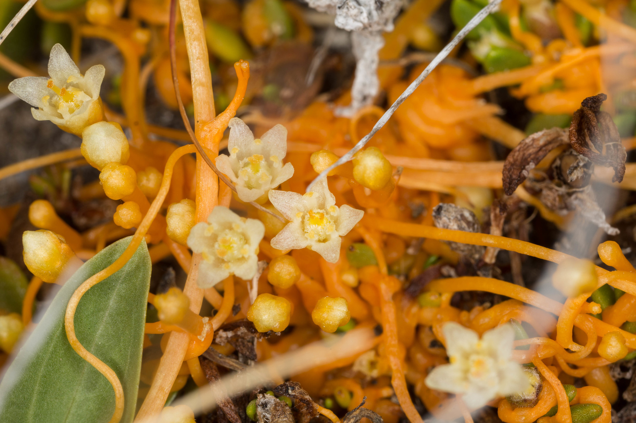 Cuscuta