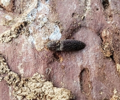 Lacon impressicollis