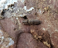 Lacon impressicollis