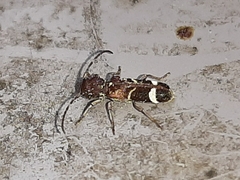Psenocerus supernotatus
