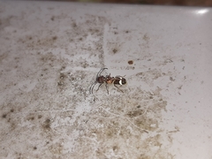 Psenocerus supernotatus