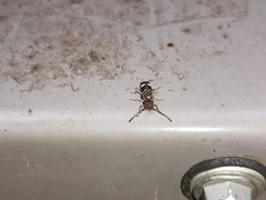 Psenocerus supernotatus