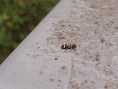 Psenocerus supernotatus