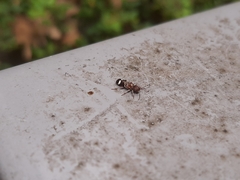 Psenocerus supernotatus