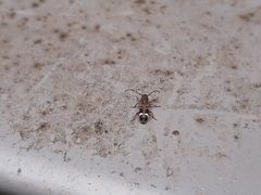 Psenocerus supernotatus