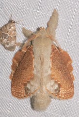 Euglyphis lankesteri