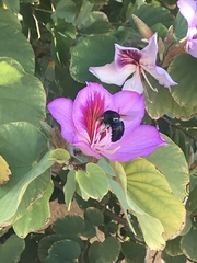 Xylocopa sonorina
