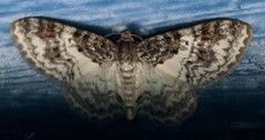 Hydrelia condensata