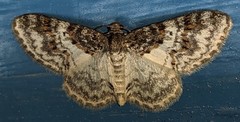 Hydrelia condensata