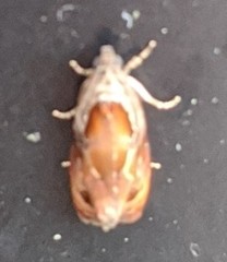 Zomaria interruptolineana