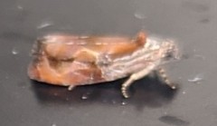 Zomaria interruptolineana