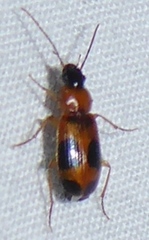 Badister neopulchellus