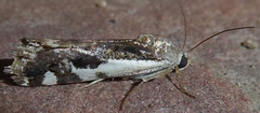 Tarache augustipennis