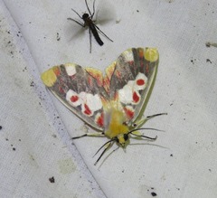 Hypsidia erythropsalis