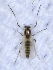 Cricotopus sylvestris