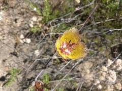 Calochortus weedii