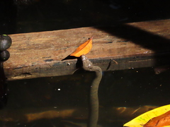 Cerberus schneiderii