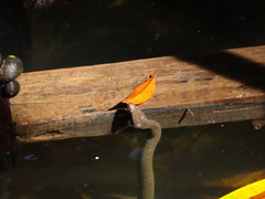 Cerberus schneiderii