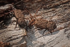 Zopherinae