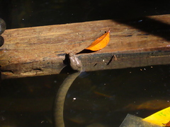 Cerberus schneiderii