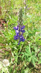 Lupinus