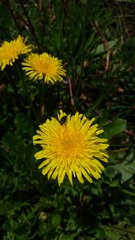 Taraxacum officinale