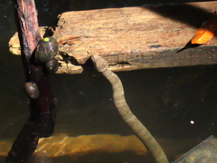 Cerberus schneiderii