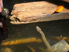 Cerberus schneiderii