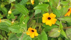 Thunbergia alata