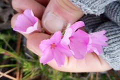 Phlox nivalis
