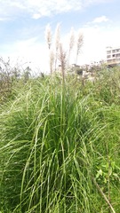 Cortaderia nitida