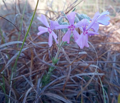 Phlox nivalis