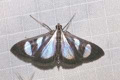 Glyphodes extorris
