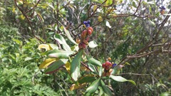 Monnina crassifolia