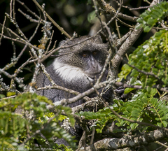 Cercopithecus mitis kolbi