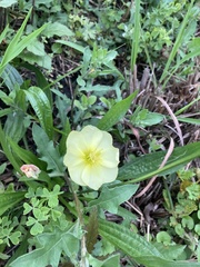 Oenothera humifusa