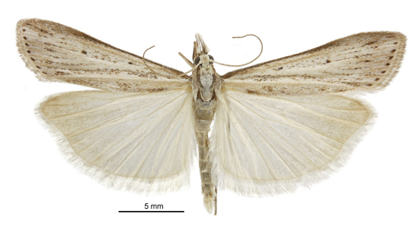 Scoparia niphospora