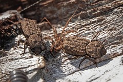 Zopherinae