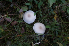 Clitocybe dealbata