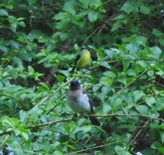 Pycnonotus barbatus layardi