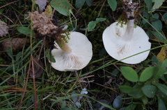 Clitocybe dealbata
