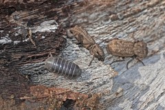 Zopherinae