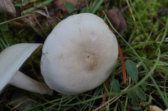 Clitocybe dealbata