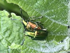 Metopoceris alternans