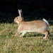 European Rabbit - Photo (c) Julián Rolando Tocce, some rights reserved (CC BY-NC), uploaded by Julián Rolando Tocce