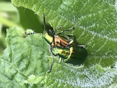 Metopoceris alternans