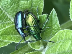 Metopoceris alternans