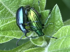 Metopoceris alternans