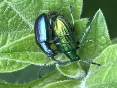 Metopoceris alternans