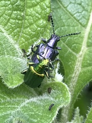 Metopoceris alternans